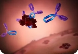 Complement System image