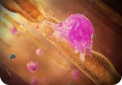Macrophages image